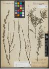 Foto von Salix repens subsp. rosmarinifolia (L.) Andersson